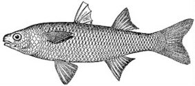 Agonostomus monticola žvejyba