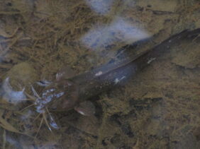 Plotosus canius žvejyba