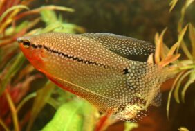Trichopodus leerii žvejyba