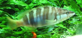 Serranus scriba žvejyba