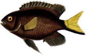 Stegastes pictus žvejyba