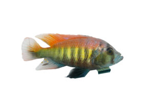 Haplochromis nyererei žvejyba
