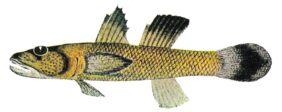 Rhinogobius carpenteri žvejyba
