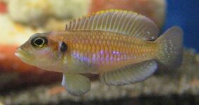 Lamprologus ocellatus žvejyba