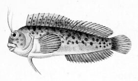 Hypleurochilus fissicornis žvejyba