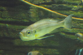 Haplotaxodon microlepis žvejyba