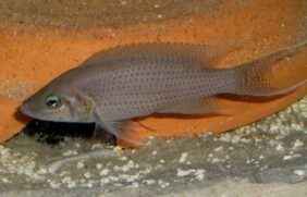 Neolamprologus olivaceous žvejyba