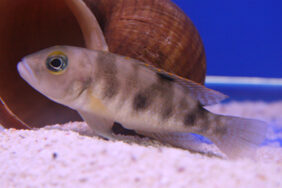 Neolamprologus boulengeri žvejyba