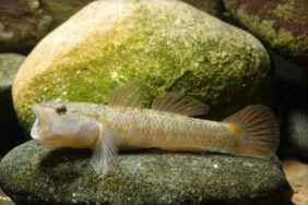 Rhinogobius flumineus žvejyba