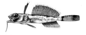 Dolloidraco longedorsalis žvejyba