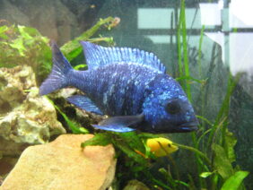 Placidochromis phenochilus žvejyba