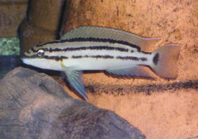 Chalinochromis popelini žvejyba