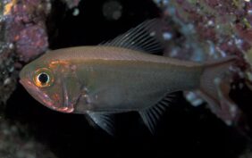 Optivus elongatus žvejyba