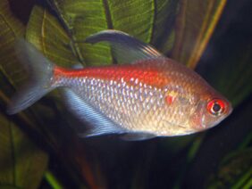 Hyphessobrycon pyrrhonotus žvejyba