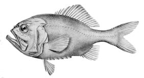 Hoplostethus gigas žvejyba