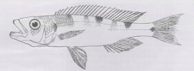 Perissodus microlepis žvejyba