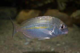 Rhabdosargus holubi žvejyba