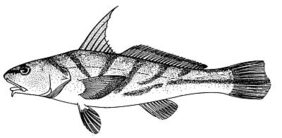 Menticirrhus saxatilis žvejyba