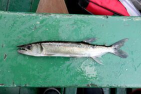 Acestrorhynchus falcirostris žvejyba