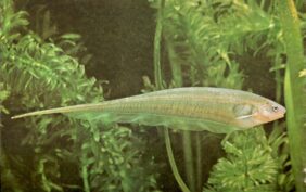 Eigenmannia virescens žvejyba