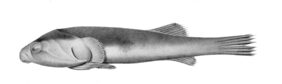 Sicyases sanguineus žvejyba