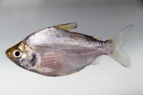 Curimata cyprinoides žvejyba