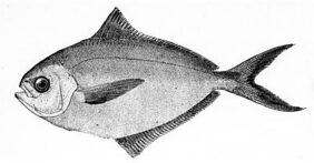 Peprilus triacanthus žvejyba