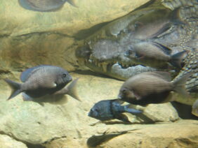 Ptychochromis oligacanthus žvejyba