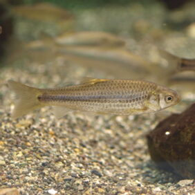 Gnathopogon elongatus žvejyba