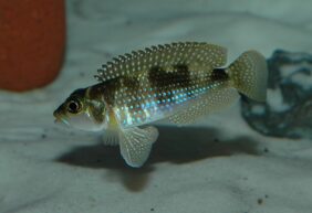 Lamprologus meleagris žvejyba