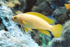 Neolamprologus longior žvejyba
