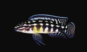 Julidochromis marlieri žvejyba