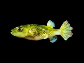 Tetraodon cutcutia žvejyba