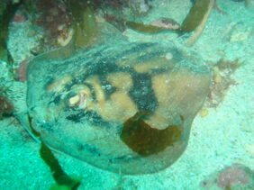 Urolophus cruciatus žvejyba