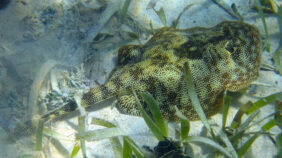 Urobatis jamaicensis žvejyba