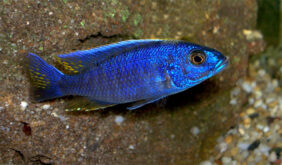 Sciaenochromis fryeri žvejyba