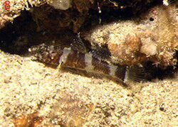 Didogobius splechtnai žvejyba