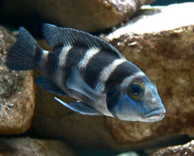 Neolamprologus tretocephalus žvejyba