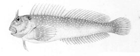 Scartichthys variolatus žvejyba