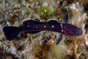 Didogobius schlieweni žvejyba
