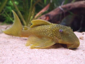 Baryancistrus demantoides žvejyba