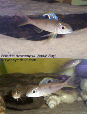 Ectodus descampsii žvejyba
