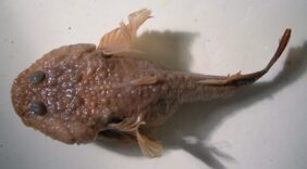 Benthophilus casachicus žvejyba