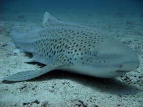 Stegostoma fasciatum žvejyba