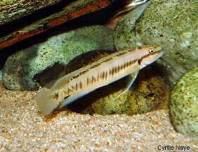 Telmatochromis vittatus žvejyba