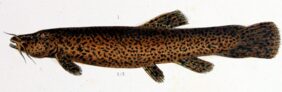 Trichomycterus rivulatus žvejyba