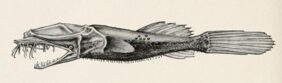 Thaumatichthys pagidostomus žvejyba