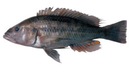 Haplochromis vonlinnei žvejyba