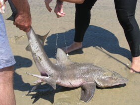 Triakis megalopterus žvejyba