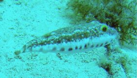 Sphoeroides spengleri žvejyba